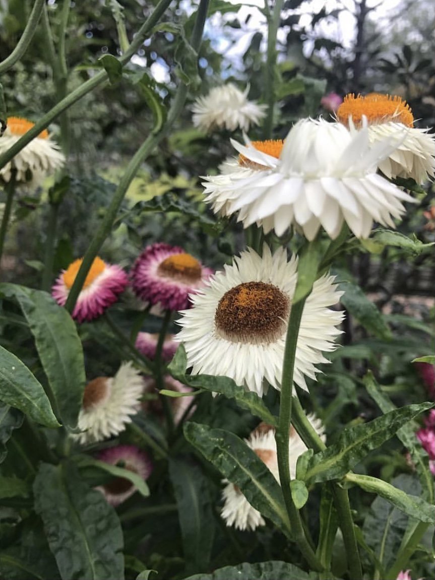 Meet Rachel, owner of Wilder Botanics and a herbalist extraordinaire - KANKAN